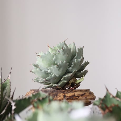 Agave Isthmensis / Style of Chika　no.42183