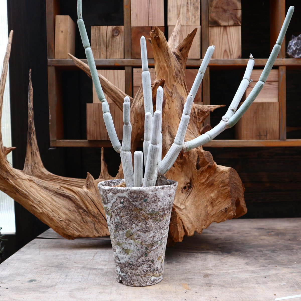 セロペギア　フスカ　GRAVITY カナリア諸島産】Ceropegia fusca セロペギア フスカ