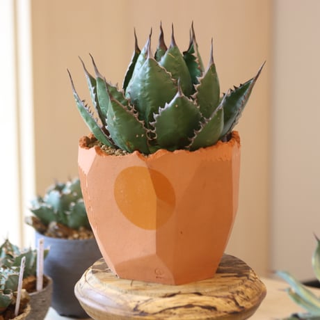 Agave horrida × N/OH   no.90137