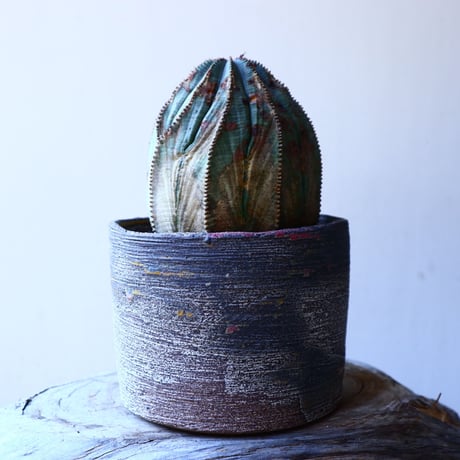 ユーフォルビア  オベサ    Euphorbia obesa　no.11920