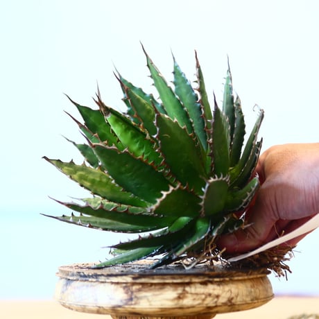 Agave horrida / Style of Chika   no.1015/37