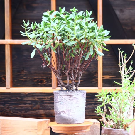 クラッスラ オブバラタ／Crassula obvallata   no.91247