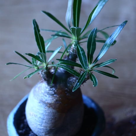パキポディウム グラキリス   Pachypodium rosulatum var. gracilius no.705-13