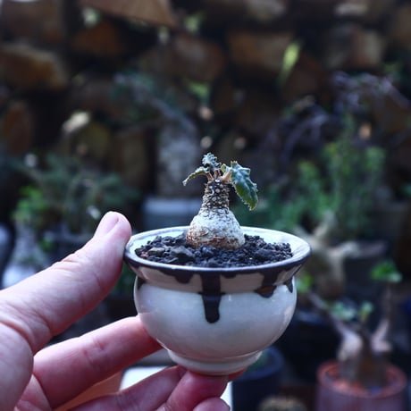 ドルステニア フォエチダ    Dorstenia foetida     no.41826