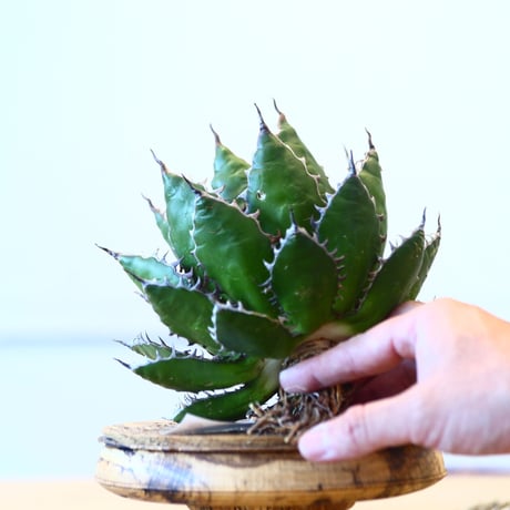Agave horrida / Style of Chika   no.1015/34