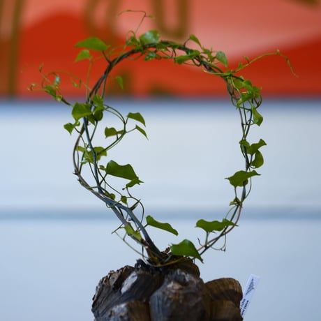 Dioscorea elephantipe × Yuta Uchida    no.100850
