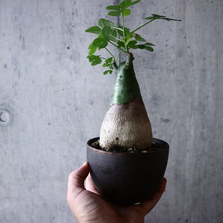 アデニア   グラウカ    Adenia glauca   no.018