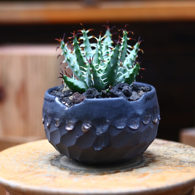 アロエ エリナケア／Aloe melanacantha ssp. var. erinacea