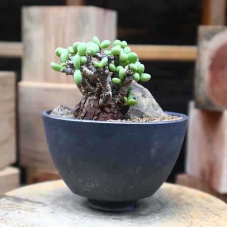 ケラリア  ピグマエア／Ceraria pygmaea    no.90443