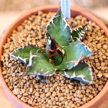 agave titanota caesar × YAMABACHI    no.123167