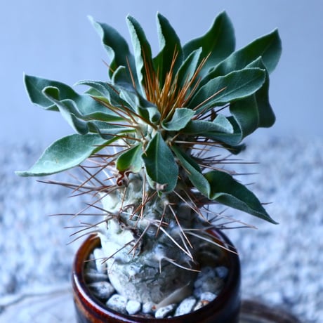 パキポディウム   ナマクアナム  光堂  Pachypodium namaquanum  no.121508