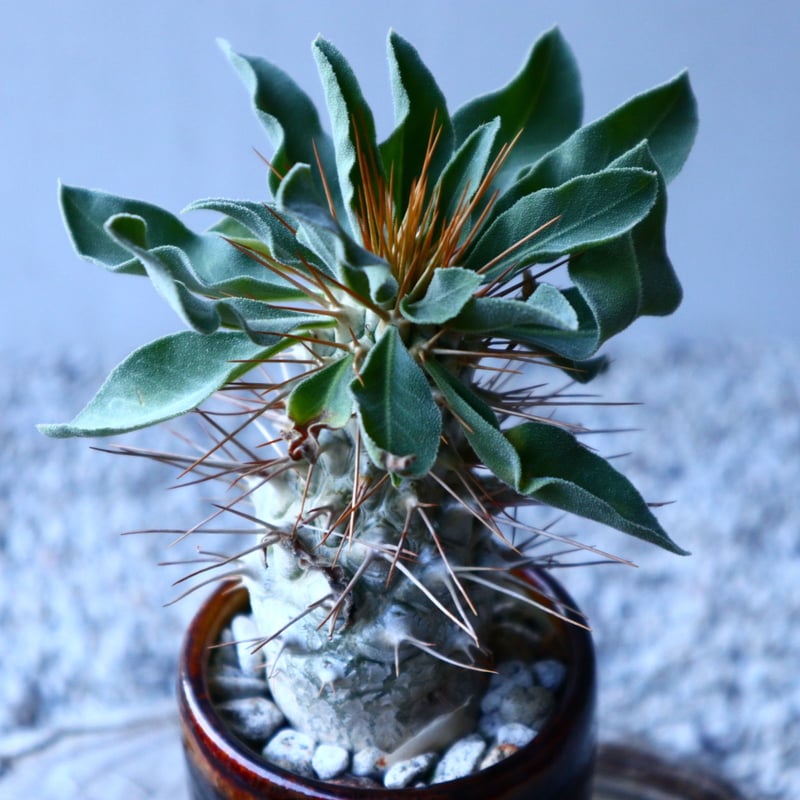 パキポディウム ナマクアナム 光堂 Pachypodium namaquanum n パキポディウム ナマクアナム 光堂 Pachypodium namaquanum n