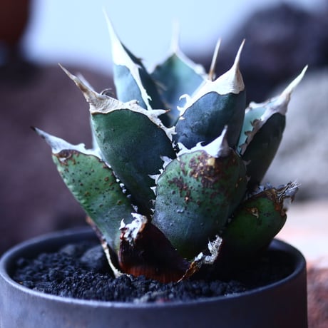 アガベ チタノタ     Agave titanota    no.42684