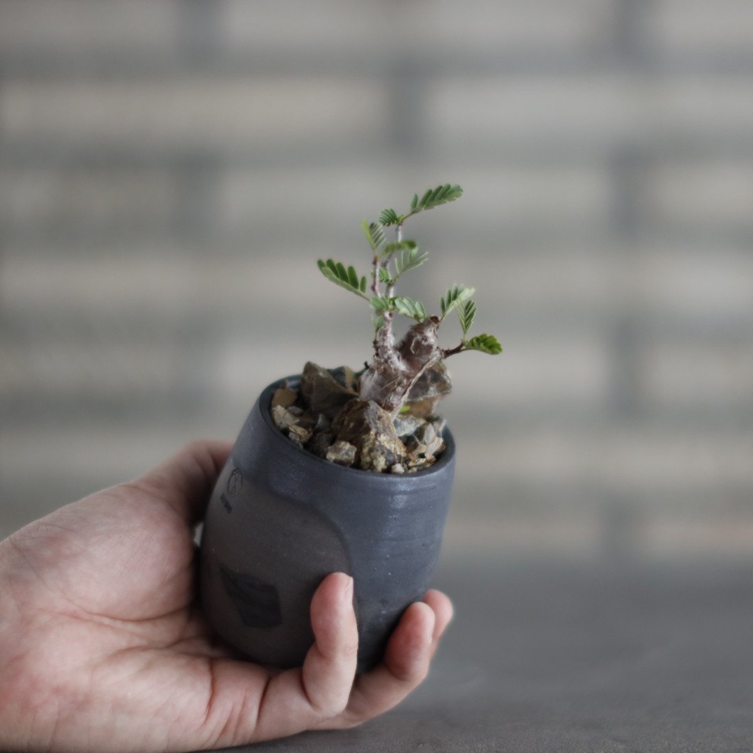 Senna meridionalis × N/OH (2.5号) no.907-39 | 芽の巣山