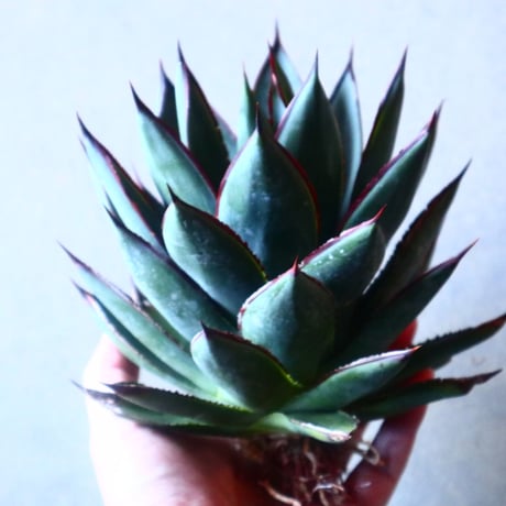 アガベ　ブルーグロー Agave 'Blue Glow'   no.20910