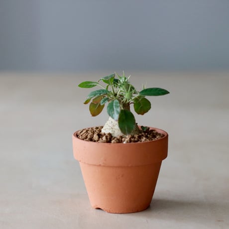 Dorstenia foetida × YAMABACHI (3号)  no.104/18