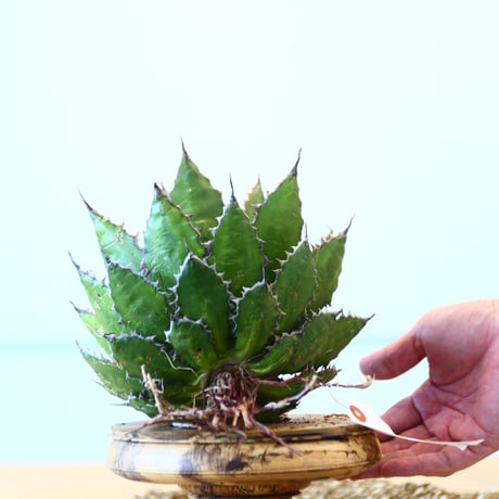 Agave horrida / Style of Chika   no.1015/8