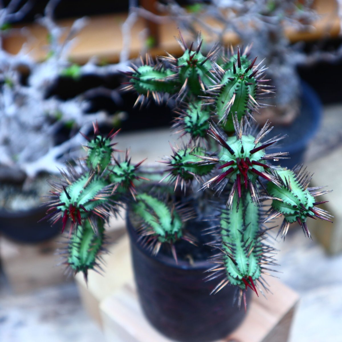 ユーフォルビア 紅彩閣／Euphorbia enopla no.51607 | 芽の巣山