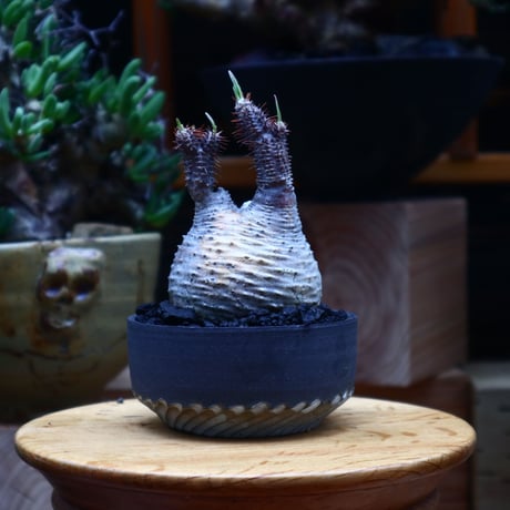 パキポディウム  グラキリス／Pachypodium  gracilius       no.53004