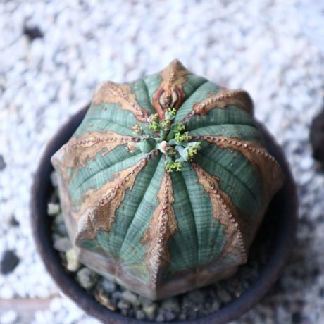 ユーフォルビア  オベサ ♀　Euphorbia obesa　no.90811