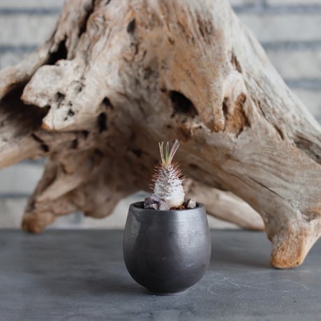 Pachypodium gracilius (BANKSIA WORKS ) × Kazuhiro Arima (1.5号)  no.622-16