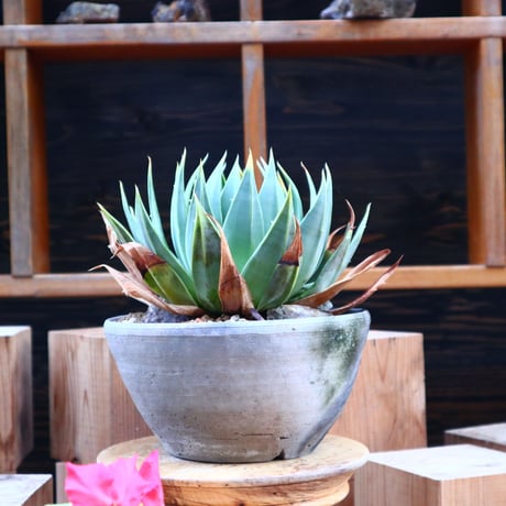アロエ ポリフィラ／Aloe polyphylla     no.50696