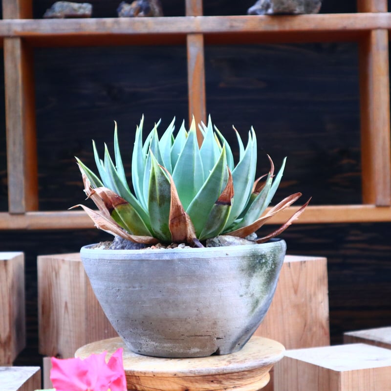 アロエ・ポリフィラ 9号鉢 アロエ・ポリフィラ 9号鉢 ロエ・ポリフィラ。実