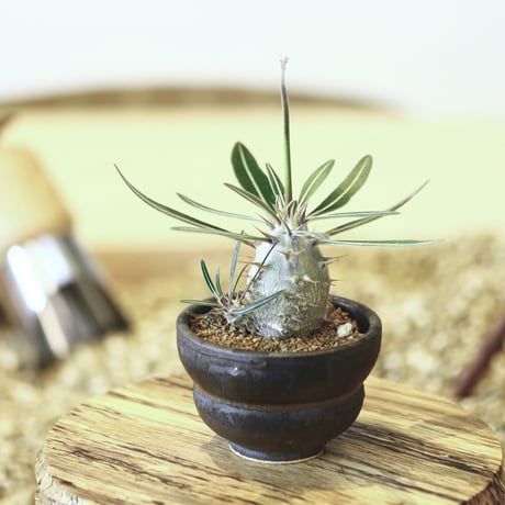 パキポディウム カクチペス(実生) / Pachypodium rosulatum var. cactipes   no.52118
