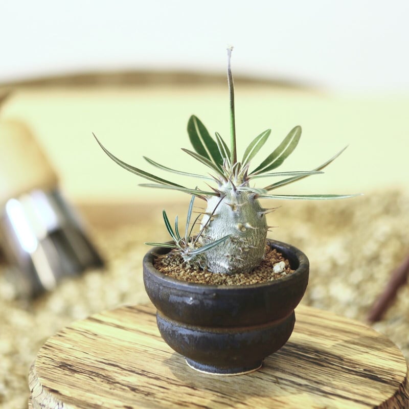 パキポディウム カクチペス(実生) / Pachypodium rosulatum var.