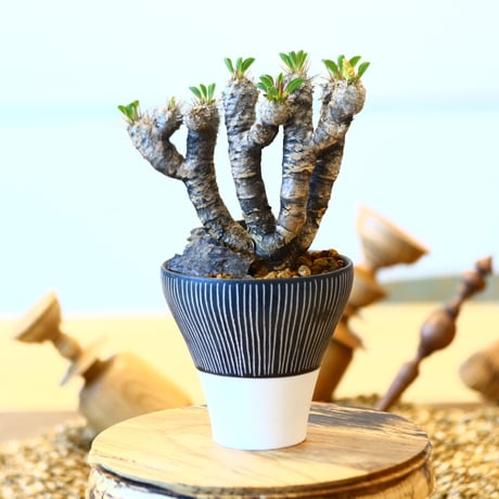 ユーフォルビア  ギラウミニアナ / Euphorbia guillauminiana   no.82021