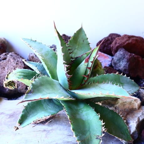 アガベ チタノタ  セレクト ブルー クローン　Agave Titanota Select Blue clone    no.41218