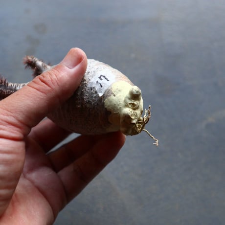 パキポディウム グラキリス 抜苗  Pachypodium rosulatum var. gracilius no.92917