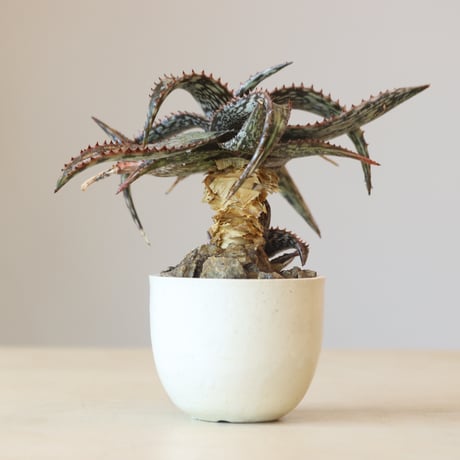 Aloe somaliensis × N/OH  no.309-2