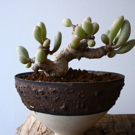 オトンナ    クラビフォリア   Othonna clavifolia  No.007
