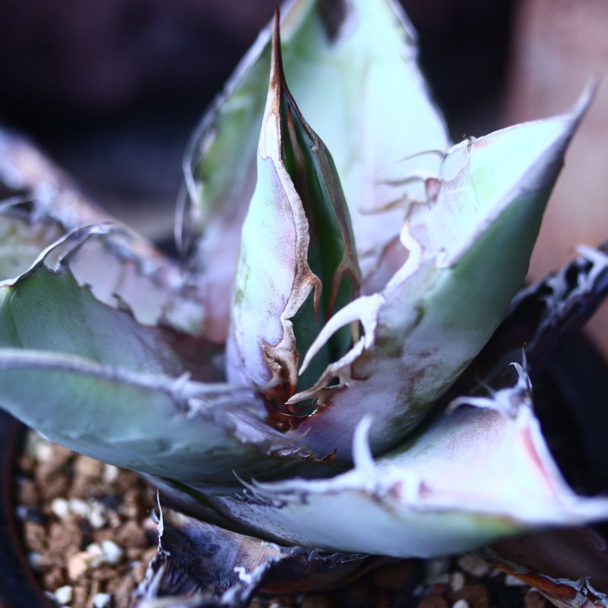 アガベ チタノタ ホワイトクローン no.42672 | 芽の巣山