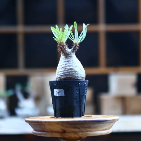 パキポディウム  グラキリス ／Pachypodium  gracilius     no.101745