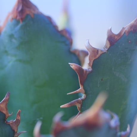 アガベ  レッドキャットウィールズ  Agave titanota"Red Catweezle”    no.20743-2