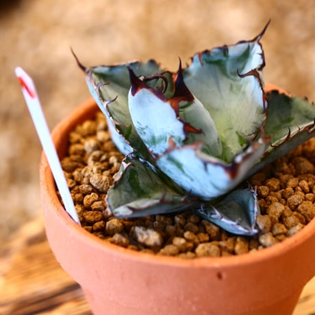 【9/9入荷未発根未活着ベアルート植込み】 Agave titanota black&bule   no.91760