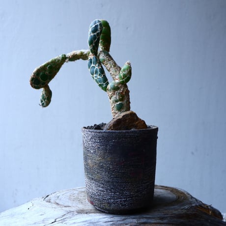 オプンチア　レティキュラータ　亀甲団扇 Opuntia zebrina f. reticulata   no.12610