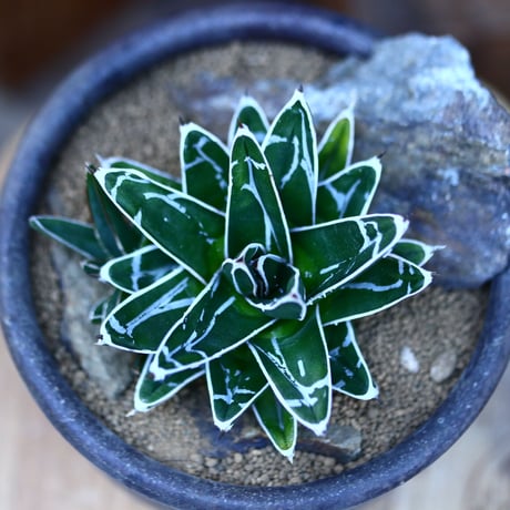 アガベ 笹の雪／Agave victoriae reginae   no.13063