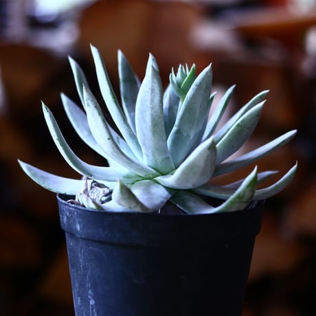 ダドレア ブリトニー  仙女盃   Dudleya brittonii    no.111589