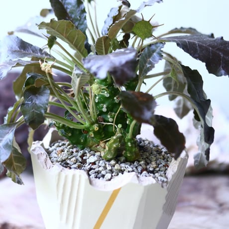 ドルステニア フォエチダ   Dorstenia foetida  no.006