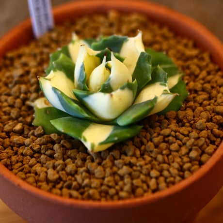 Agave potatorum × YAMABACHI    no.123161