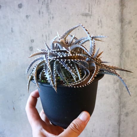 Dyckia (Arizona × choristaminea) × (Brittle Star × Bill paylen) Bill Baker hybrid     014