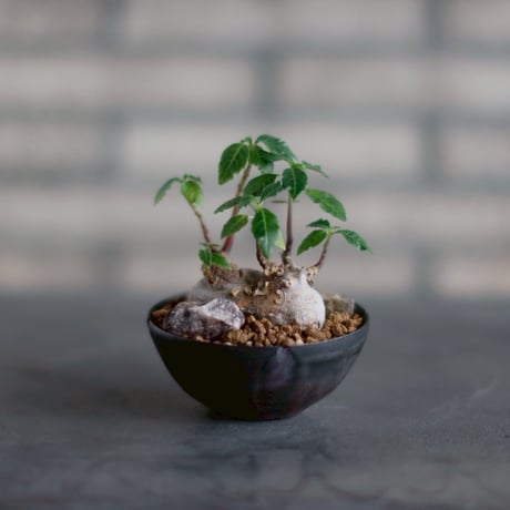 ユーフォルビアヘディオトイデス | STORES