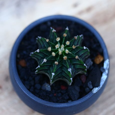 ギムノカリキウム   フィードリッフィーLB2178／Gymnocalycium friedrichii    no.120543