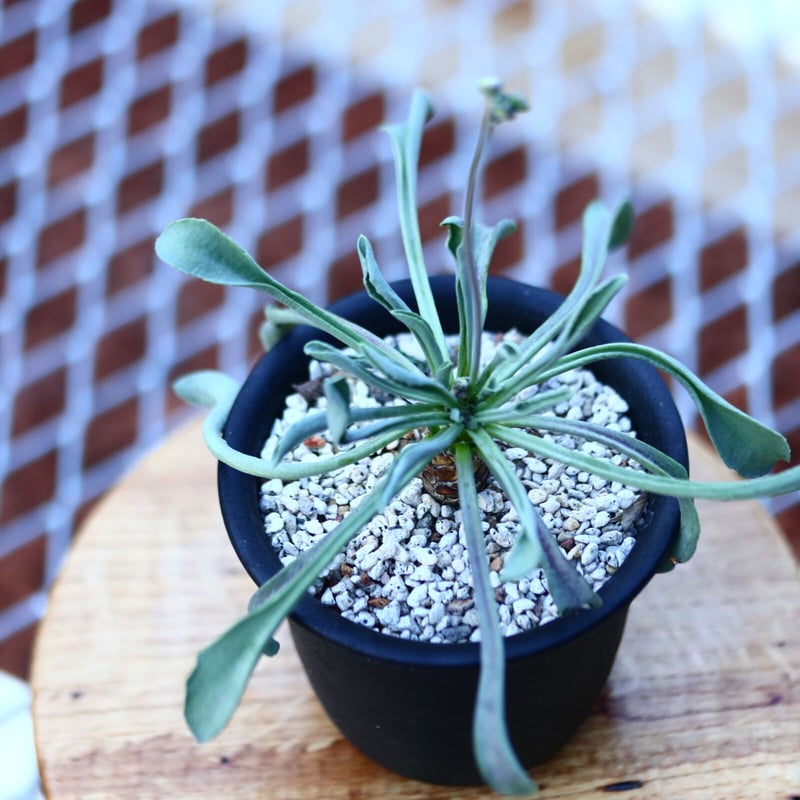 オトンナ レピドカウリス 実生 Othonna lepidocaulis n