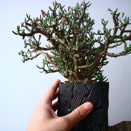 チレコドン  ブッコルジアヌス   Tylecodon  buchholzianus  No.017