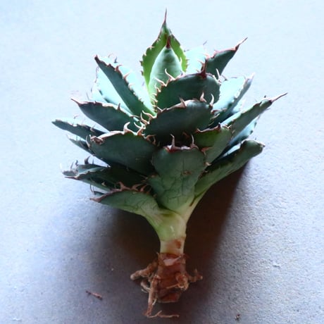 アガベ チタノタ フィリグリー Agave titanota "Filigree crested   no.20909