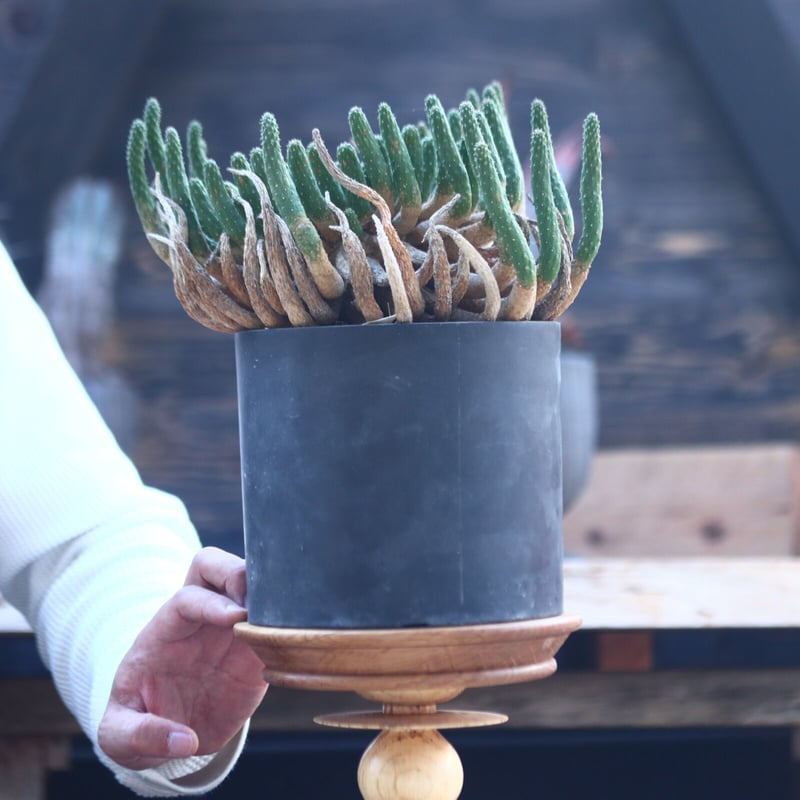 ユーフォルビア エスクレンタ Euphorbia esculenta no.228